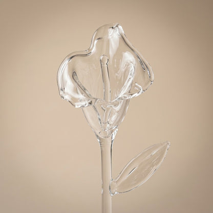 Close-up of the glass calla lily flower with spadix and leaf